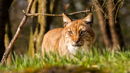 Der Luchs schleicht sich an