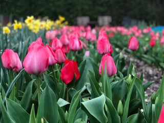 Spring Tulip Display