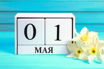 White wooden calendar with the text on russian: May 1. White flowers of daffodils on a blue wooden table. Labor Day and Spring.