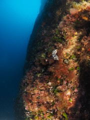 Fototapeta na wymiar Scuba Diving Malta - Dwejra - Gozo - Azure Reef