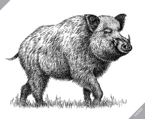 Obraz premium black and white engrave isolated pig vector illustration