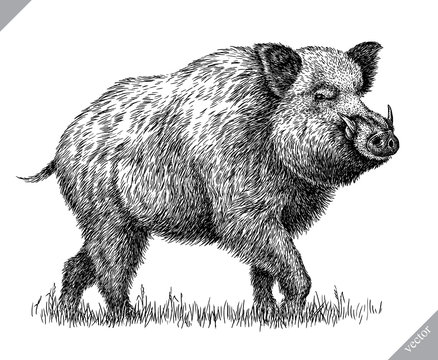 black and white engrave isolated pig vector illustration