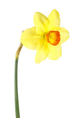 Single narcissus flower isolated on a white background