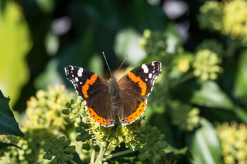 Vanessa atalanta, red admiral butterfly close up