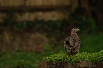 Roaming Pheasant