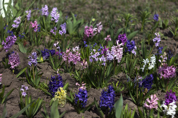 Flowering hyacinths in a flowerbed in the garden in the spring. Many multicolored flowers: pink, lilac, purple and blue hyacinths, background