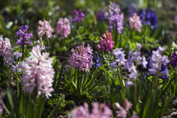 Flowering hyacinths in a flowerbed in the garden in the spring. Many multicolored flowers: pink, lilac, purple and blue hyacinths, background