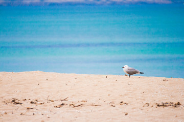 Fototapeta premium Einsame Möve am Strand