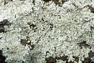 texture: brick made of granite stone, of old hut, mountains, covered with lichens, green, gray, orange, parasitic mushrooms that grow due to humidity of forest, spring, Alps, Piedmont, Ossola, Italy.