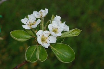 Flora spontanea della Sardegna