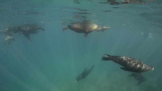 Californian sea lion (Zalophus californianus) swimming and playing in the reefs of los islotes in Espiritu Santo island at La paz,. Baja California Sur,Mexico.