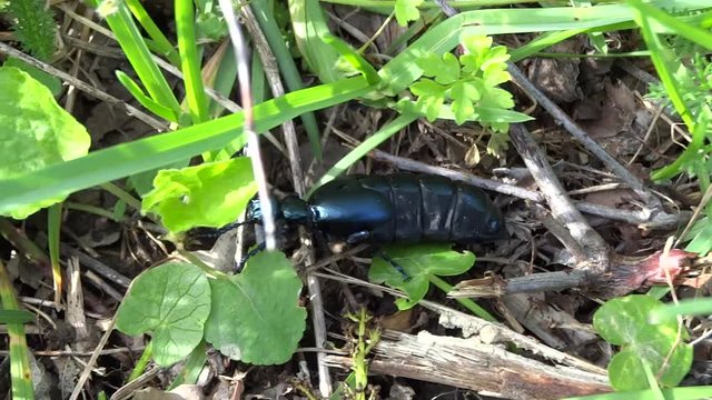 Meloe dans l'herbe.