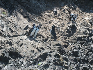 pinguini
