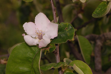 Flora spontanea della Sardegna