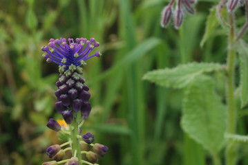 Flora spontanea della Sardegna
