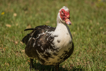 Muscovy Duck a.k.a. Turducken 1