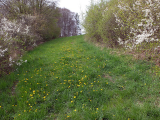 Wiese mit Löwenzahn © Michael Rogner
