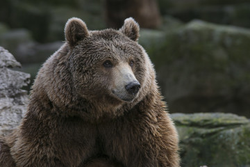 Obraz na płótnie Canvas Retrato de un oso pardo