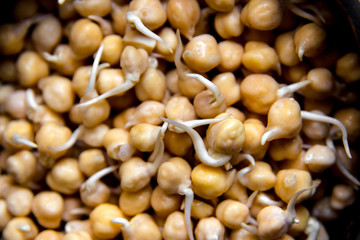 Sprouted chickpea close up. Bean sprouts raw. Source of protein for vegan healthy diet.