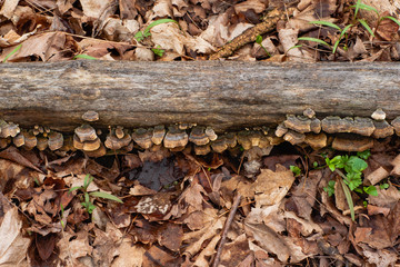 Fungus on a log