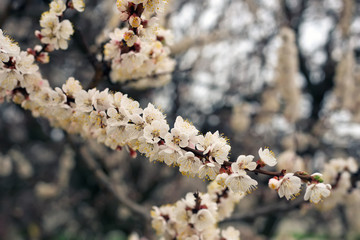 Spring flowering on the tree. Beautiful White flowers.