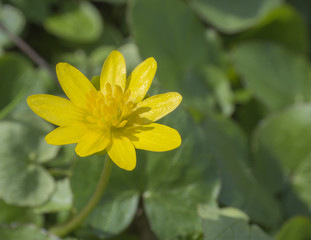 single close up yellow marsh marigold spring flower selective focus, blurry soft background