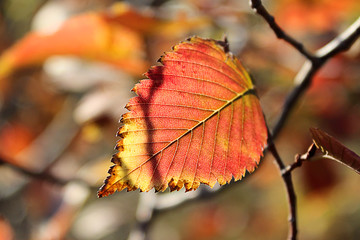 Tree branch with colorful autumn leaf in sunlight. 