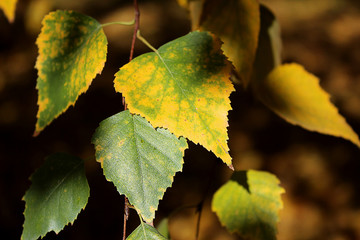 Birch branches with colorful autumn leaves in sunlight. 