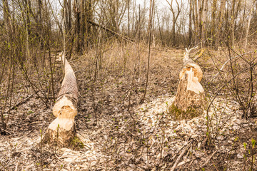 fallen trees eaten by beaver