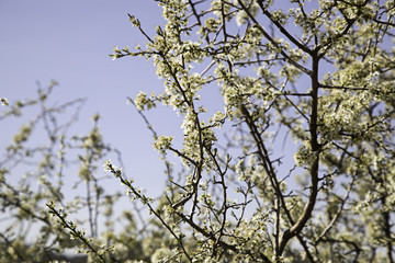 Almond tree in flower