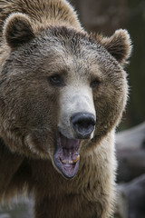 El rugido de un oso pardo