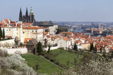 Obraz premium Spring Prague City with gothic Castle and the green Nature and flowering Trees, Czech Republic