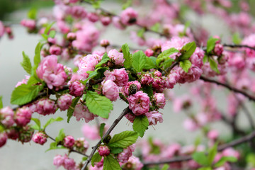 Prunus triloba (Louiseania) blossoms. Many bright pink flowers are on plentifully flowering bush of Prunus triloba in spring sunlight. Spring branch of almond with beautiful pink flowers. 