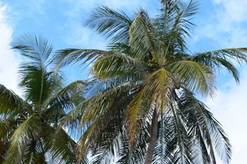 Fototapeta na wymiar Carribean palm