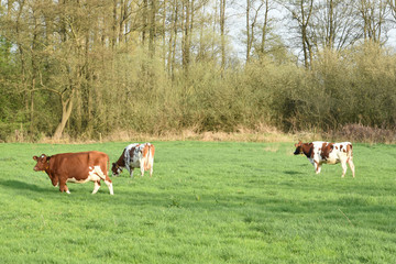 grazend roodbont vee in de wei in het voorjaar bij de Kruisbergse bossen © henkbouwers