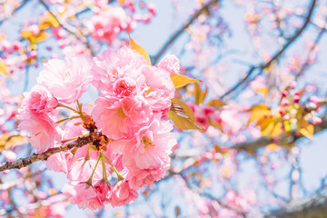 Blossoming sakura flowers in spring