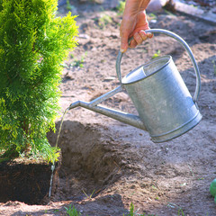 Fototapeta Planting plants step by step / ornamental shrub Thuja Golden Smaragd - watering at the time of planting obraz