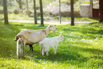 Obraz premium Goat family on a pasture in a green meadow