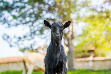 Cute black lamb staring at the camera