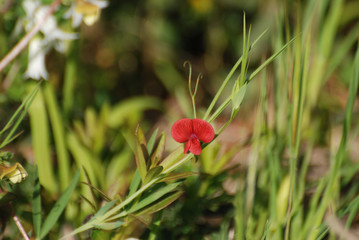 Flora spontanea della Sardegna