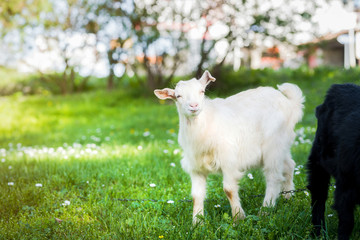 Obraz premium Cute little white lamb in a green meadow