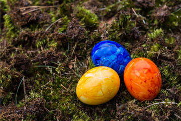 Drei bunte Eier im Moos von oben