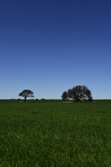 Calden Tree landscape, La Pampa, Argentina