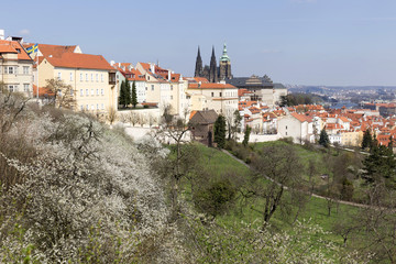 Obraz premium Spring Prague City with gothic Castle and the green Nature and flowering Trees, Czech Republic