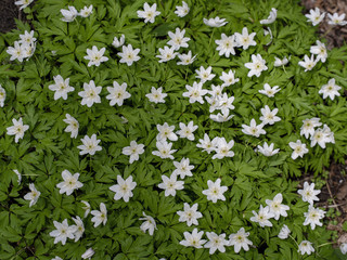 Obraz na płótnie Canvas Wild little white flowers in forest