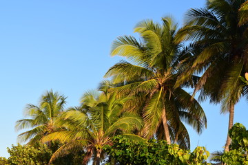 Palm © Stefan