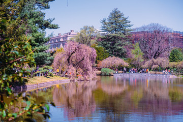 View of the Japanese Garden at Brooklyn Botanic Garden, New York City.