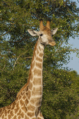 Giraffa, Kruger National Park