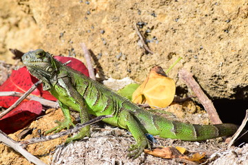 Iguana © Stefan