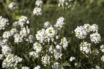 Almond tree in flower